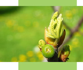 Ficus bud Gemmotherapie groen Ficus bud Gemmotherapie